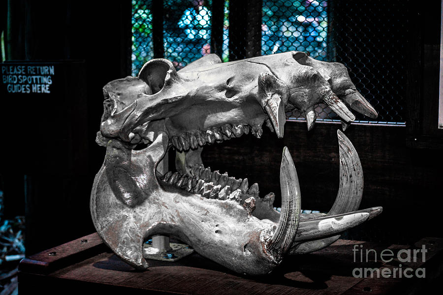 Hippopotamus Skull Photograph by Gary Keesler