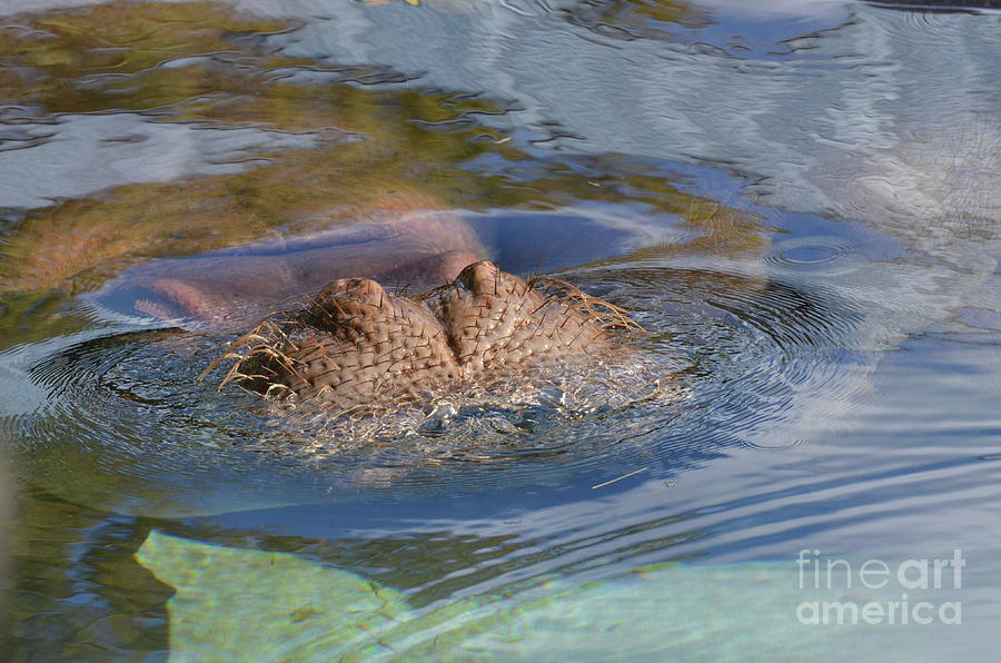 Hippopotamus Submierged Underwater with His Nose Peaking Out Photograph by DejaVu Designs