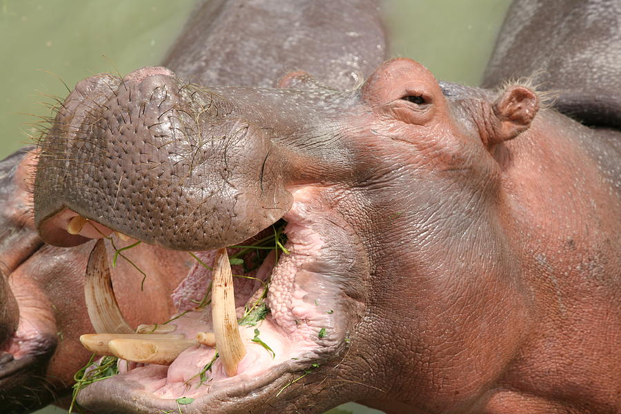 Hippopotamus Photograph - Hippopotamus by Tawfik W Dajani