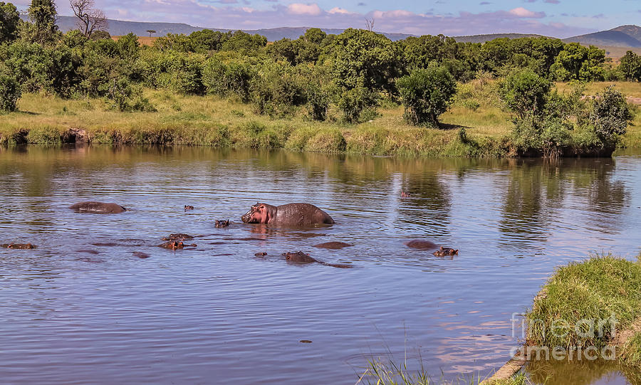 Hippos cooling down Photograph by Cami Photo