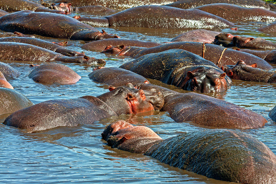 Hippos Everywhere Photograph by Sally Weigand