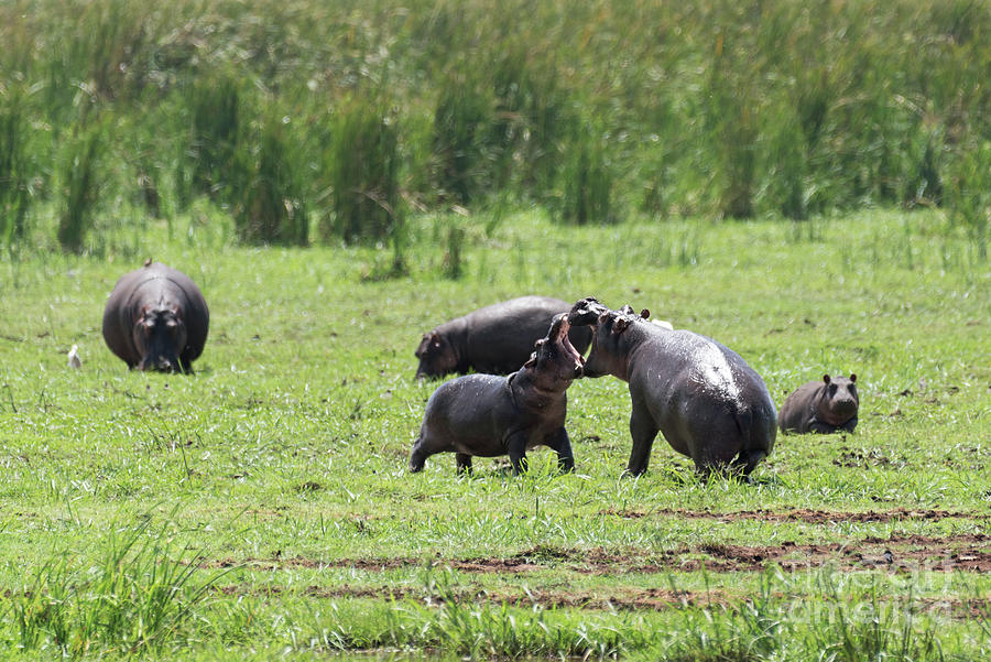 Hippos fighting in Manyara Photograph by RicardMN Photography