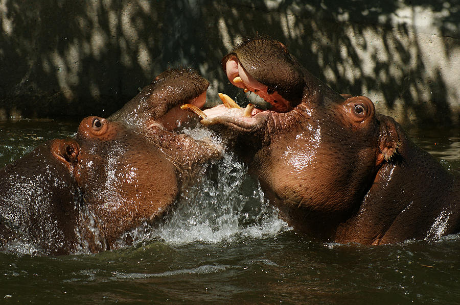 Hippos Having Fun Photograph by Ernie Echols - Fine Art America