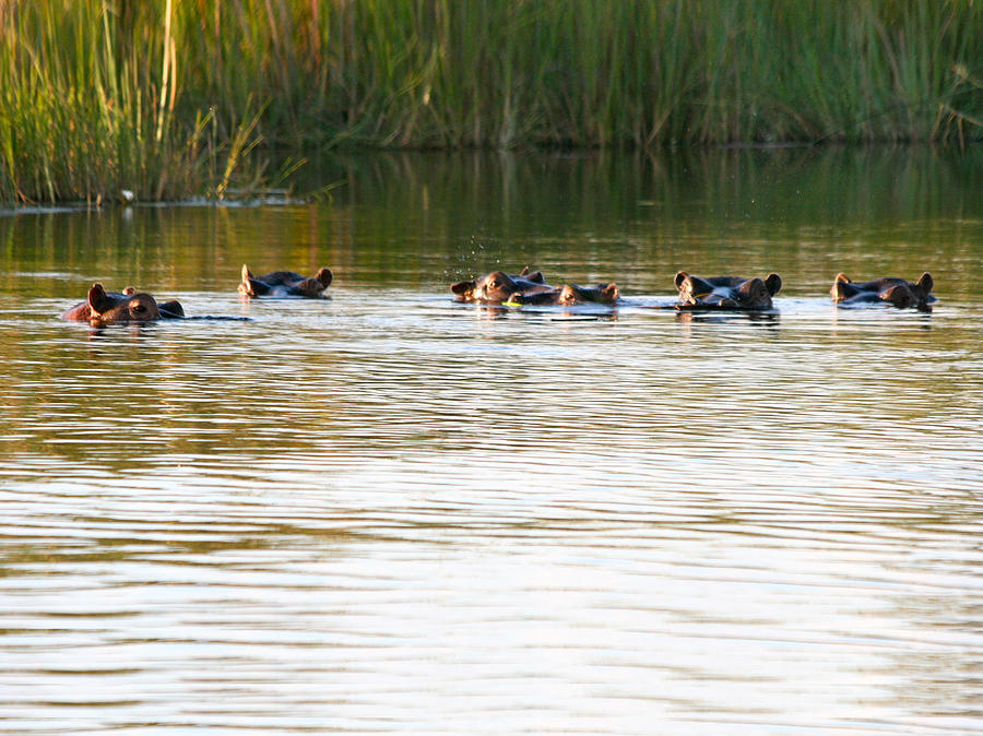 Hippos in the River Photograph by Karen Zuk Rosenblatt