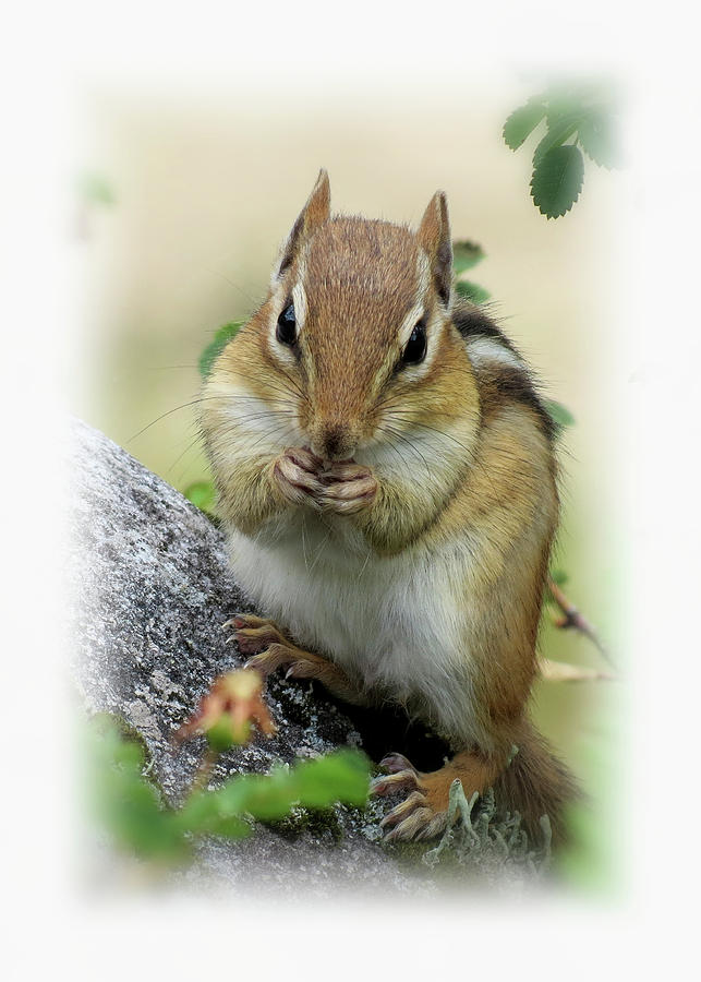 Hippy Chip - Chipmunk - Vertical Photograph by MTBobbins Photography