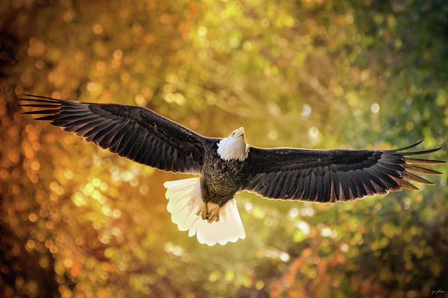 Hiram in Autumn Bald Eagle Art Photograph by Jai Johnson - Fine Art America