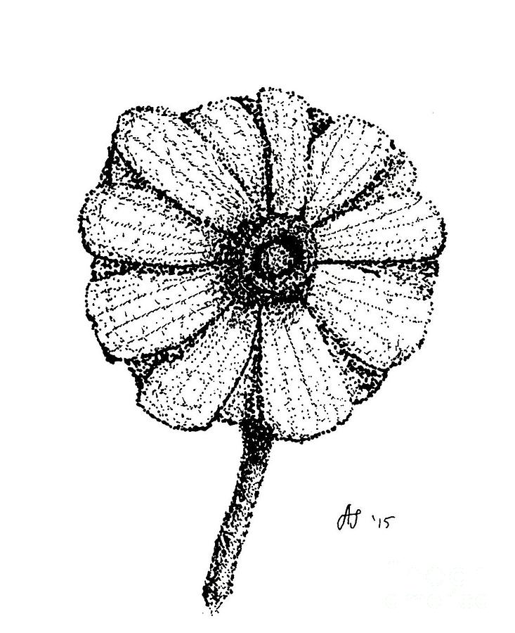 Nature Drawing - Hirokos Daisy II by Dale Arends