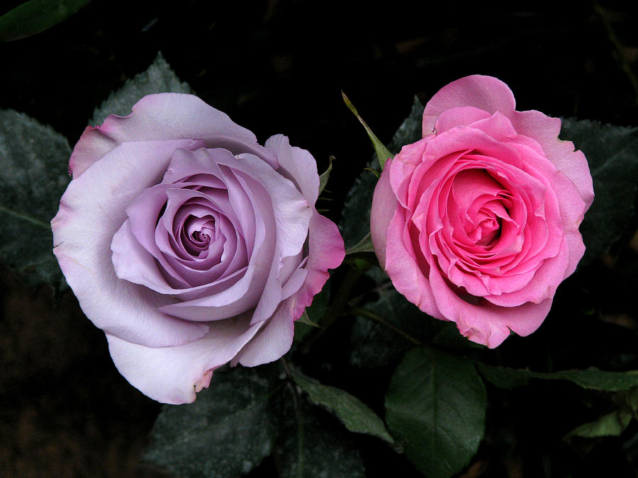 Flower Photograph - His and Hers by Peggy Urban