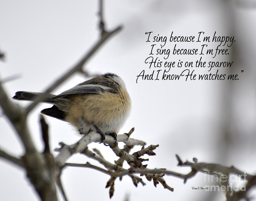 His Eye is on the Sparrow Photograph by Diane E Berry