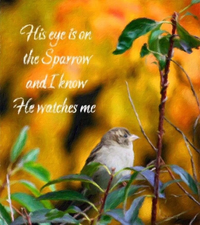 His Eye is on the Sparrow Photograph by Diane Lindon Coy