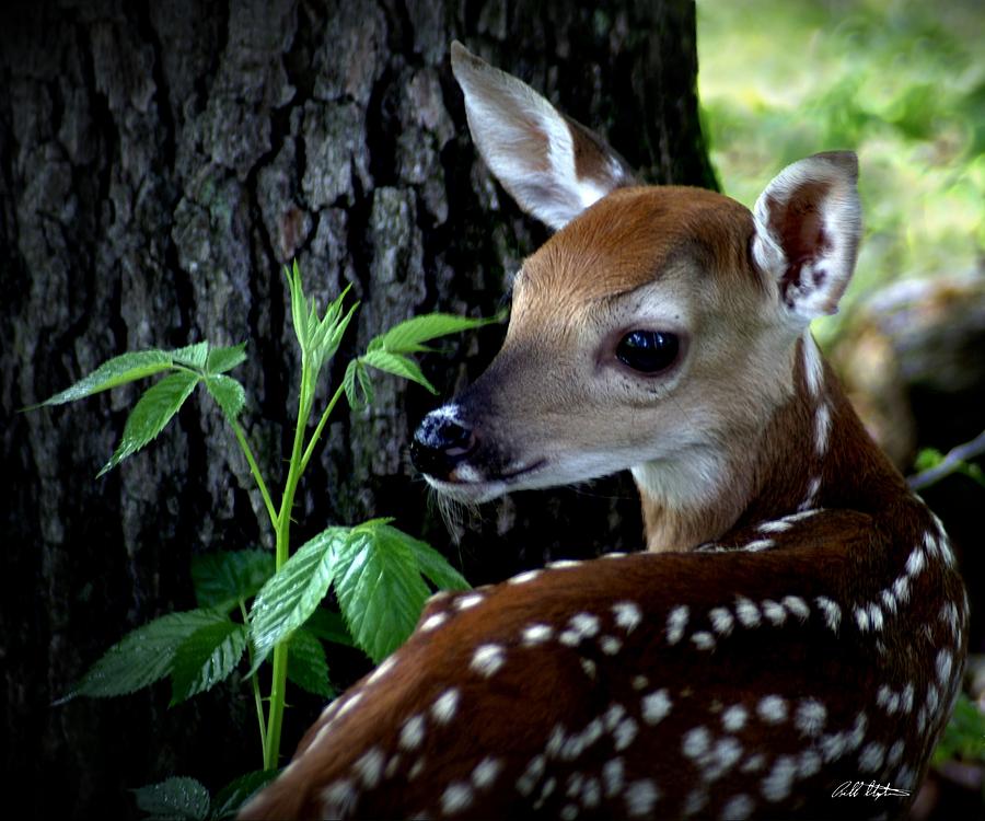 Deer Photograph - His Handywork by Bill Stephens