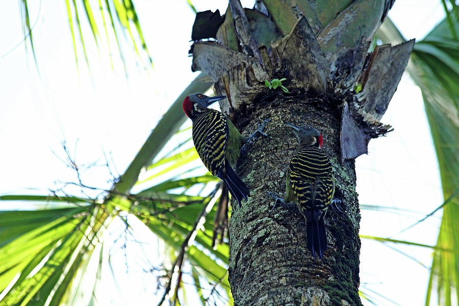 Hispaniolan Woodpeckers Photograph by Debbie Oppermann