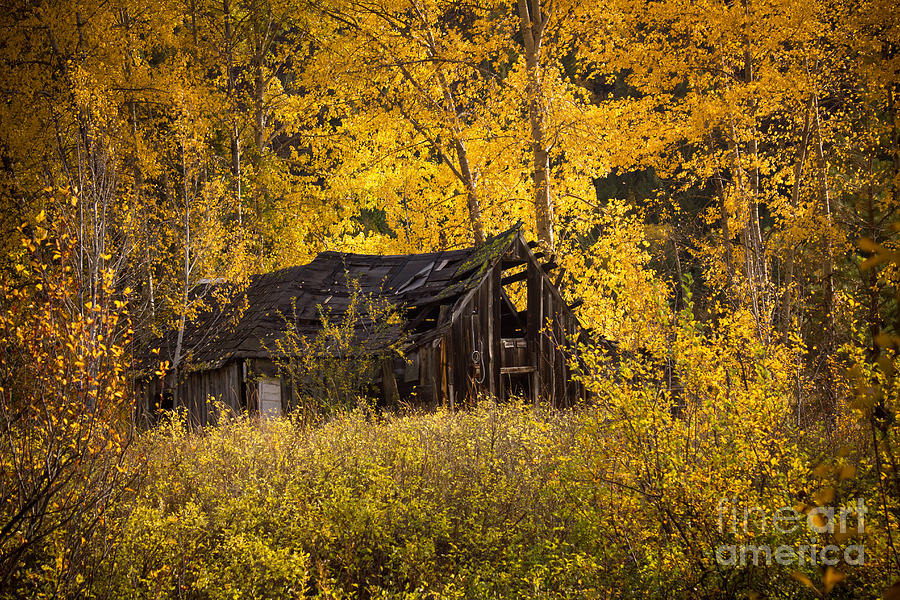 Historic Cabin - Liberty, WA Photograph by Daniel Brunner - Fine Art ...