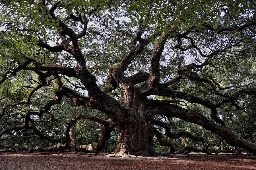 Historic Angel Oak Photograph by Sally Falkenhagen - Fine Art America