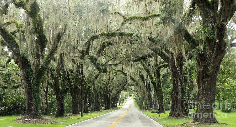 Historic Avenue Of The Oaks Photograph by Myrna Bradshaw | Fine Art America