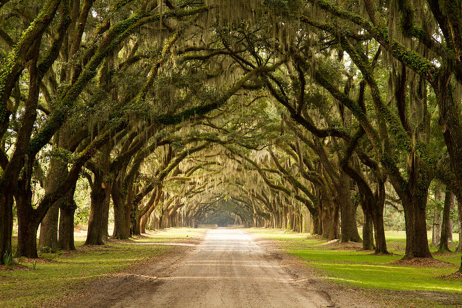 Historic Live Oak Trees Photograph by Lamarre Labadie - Fine Art America