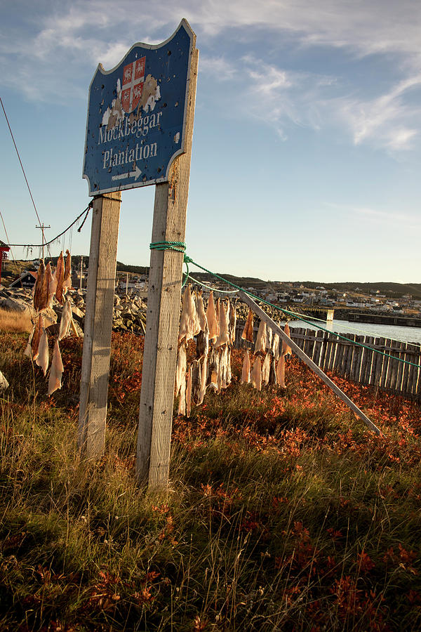 Historic Mockbeggar Plantation sign with salt cod pieces drying  Photograph by Karen Foley