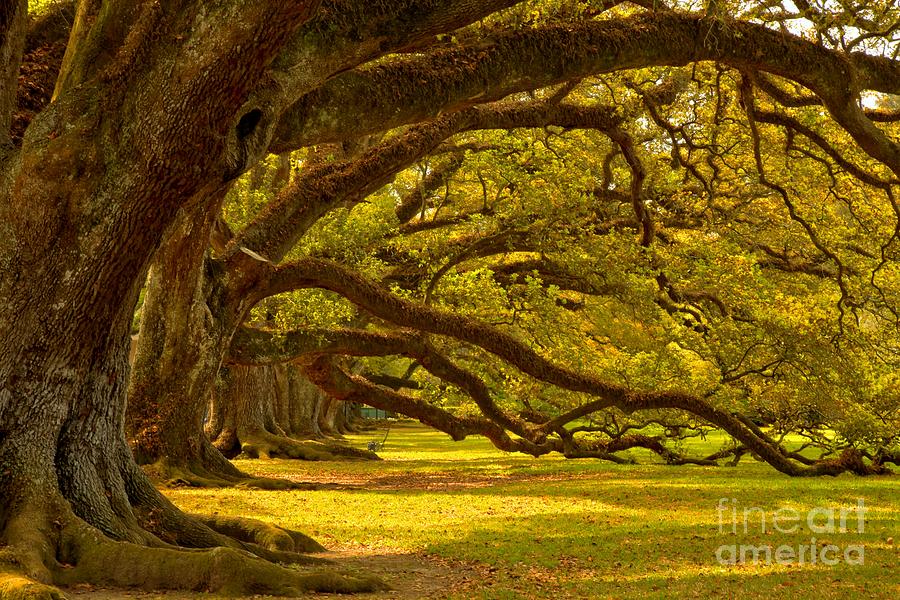Historic Oak Canopy Photograph by Adam Jewell