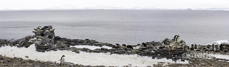 Historic Stone Hut with penguin nests, Paulet Island, Antarctica Photograph by Karen Foley
