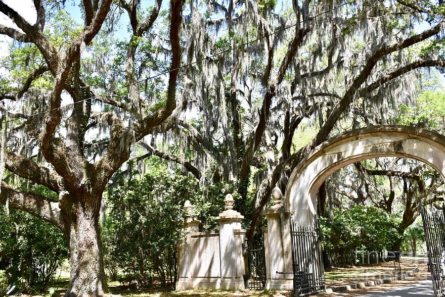 Historic Wormsloe plantation entrance Photograph by JL Images | Fine ...