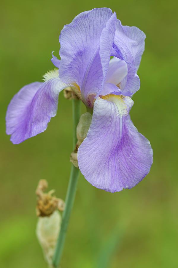 Historical Old Time Lavender Blue Iris Bloom Photograph by Kathy Clark