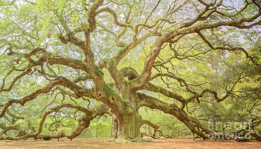 Historical Tree Photograph by Elvis Vaughn