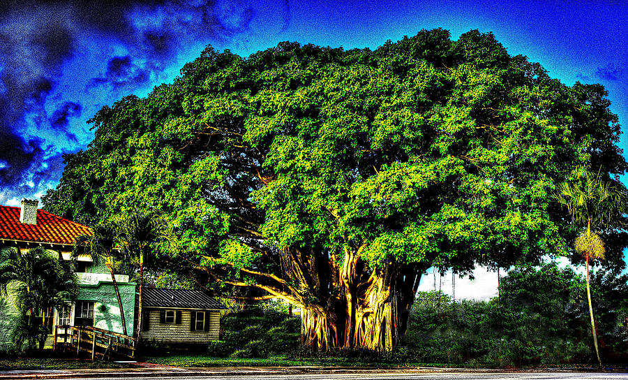 Historical Trees Photograph by John Robert Galuppo - Fine Art America