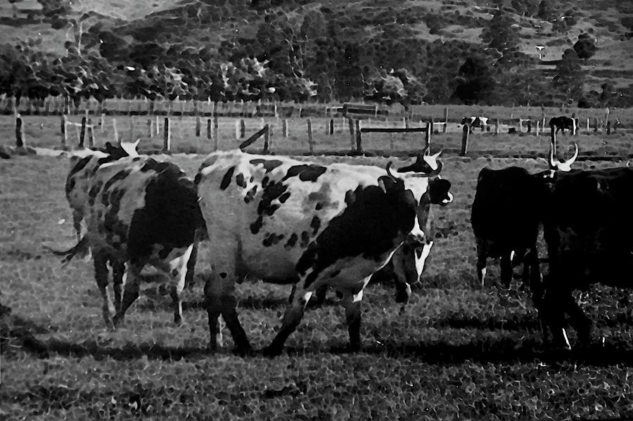 Life Photograph - History Of Farming 1900s by Miroslava Jurcik