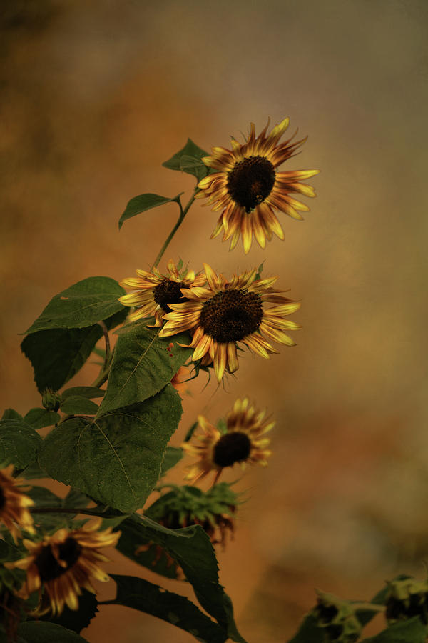History of Sunflowers Photograph by Theresa Campbell