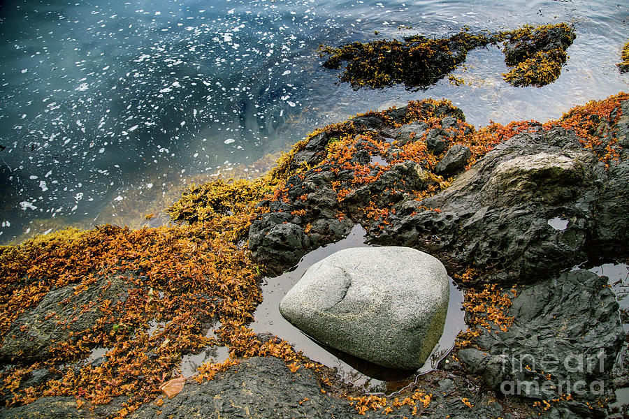 West Coast Rock Sculptures Photograph