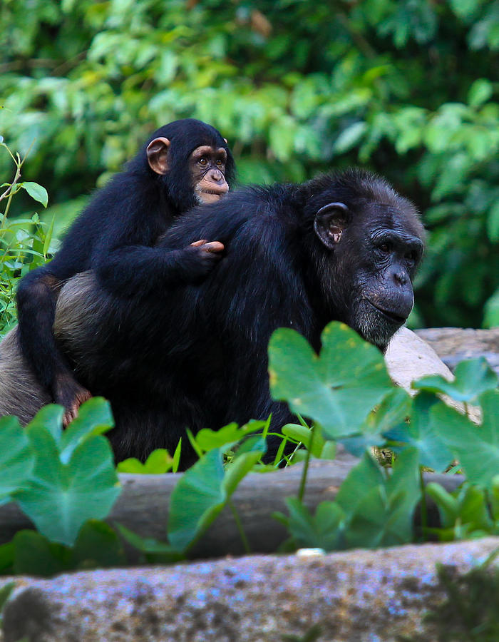 Hitchin a Ride Photograph by Joel Gilgoff - Fine Art America