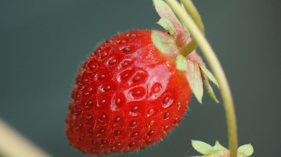 Hmm Strawberry Photograph by Maria  Wall