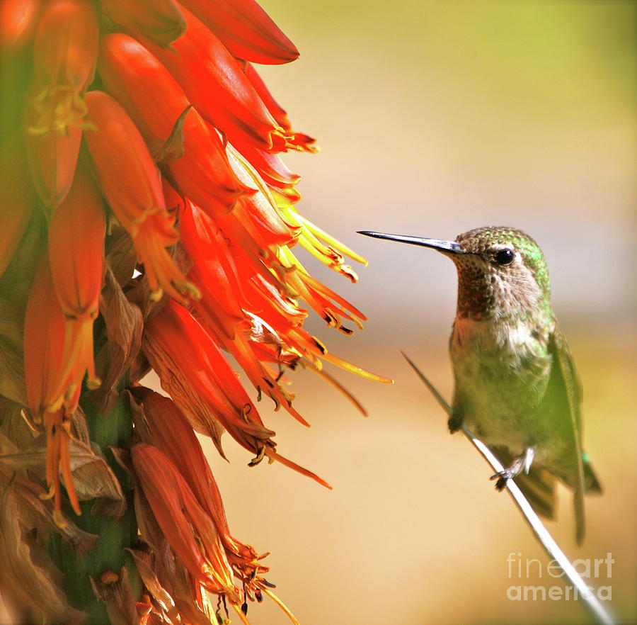 Hummingbird Photograph - Hmmm Hmmm Hmmm by Lori Leigh