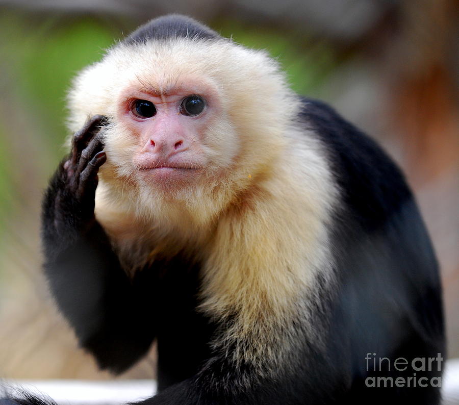 Monkey Photograph - Hmmmmm by Carol Christopher 