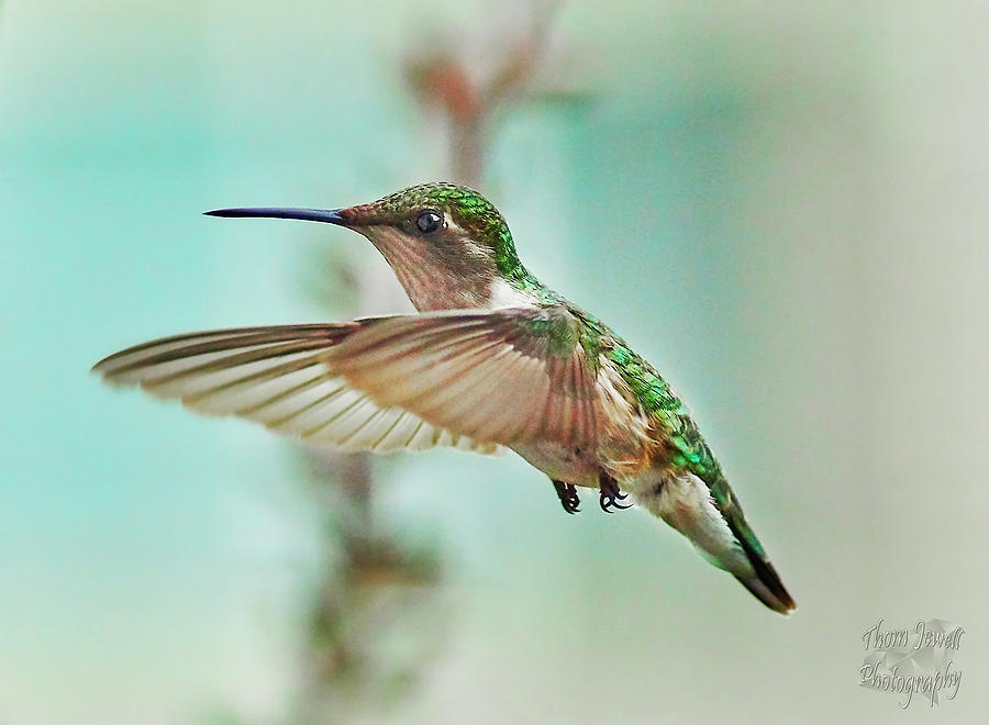 Hummingbird Photograph - Hmmmmm by Thom Jewell