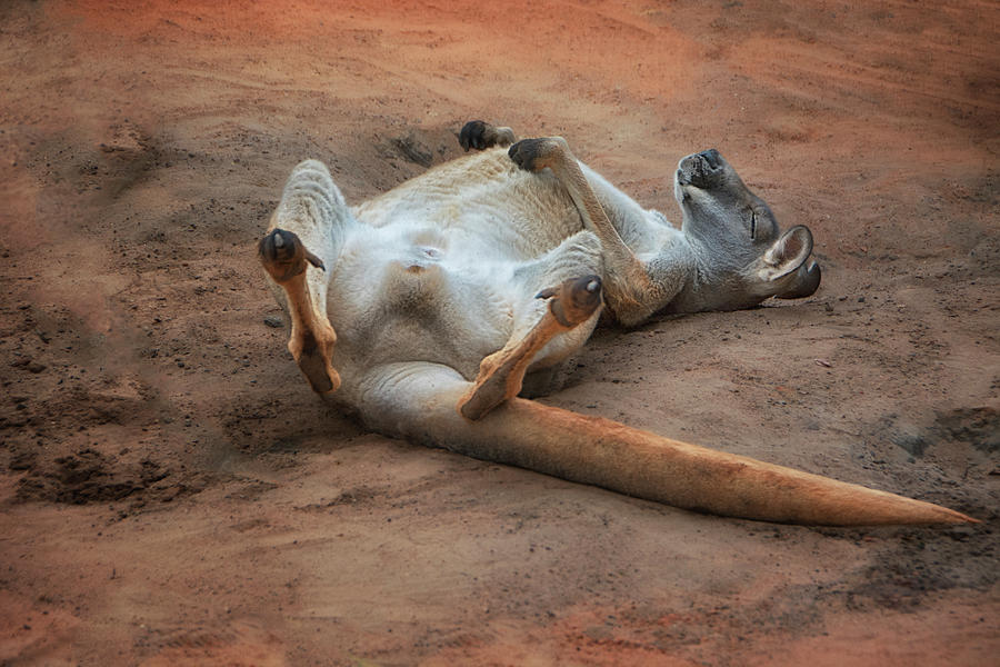 Ho Hum - Napping Kangaroo Photograph by Mitch Spence