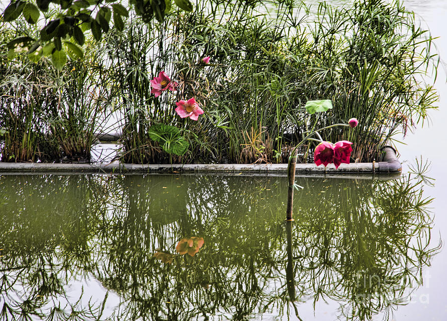 Hoan Kiem Lake Hanoi flowers Photograph by Chuck Kuhn
