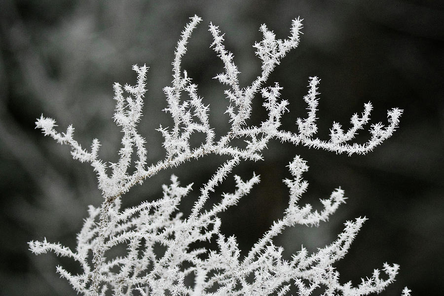 Hoar Frost 9136 Photograph by Michael Peychich