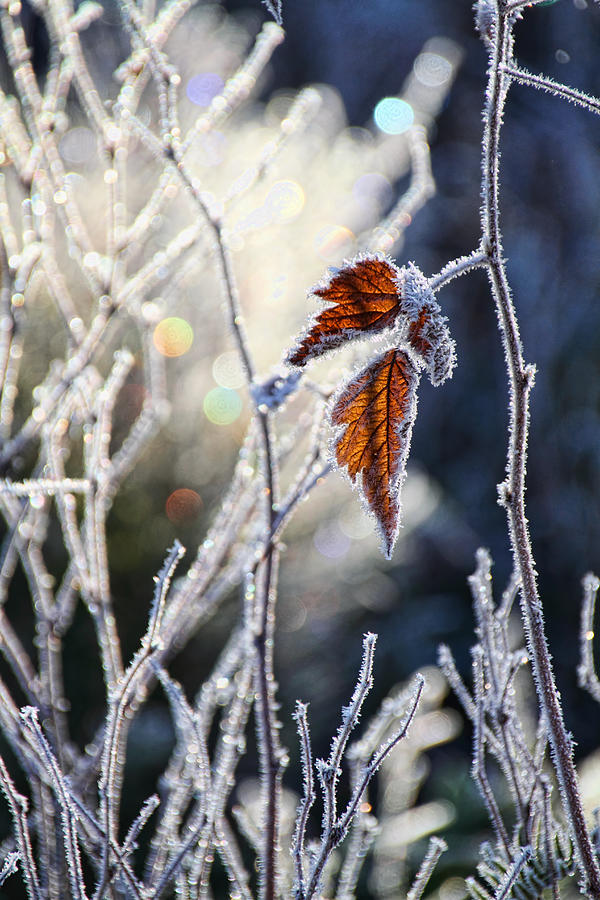 Hoar Frost and Leaves in Winter Photograph by Peggy Collins