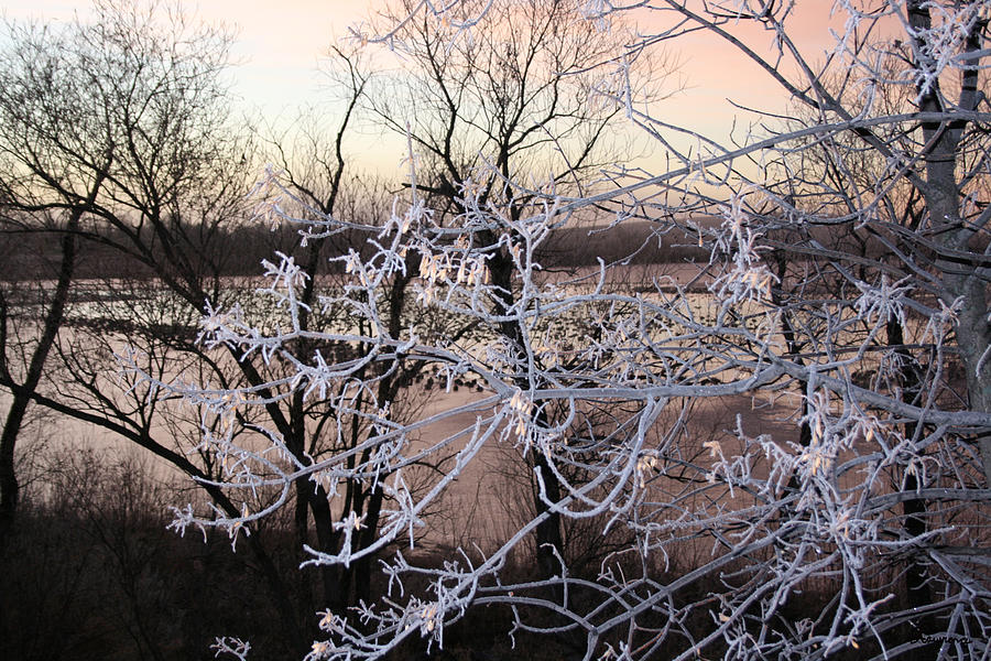 Hoar Frost Photograph by Andrea Lawrence