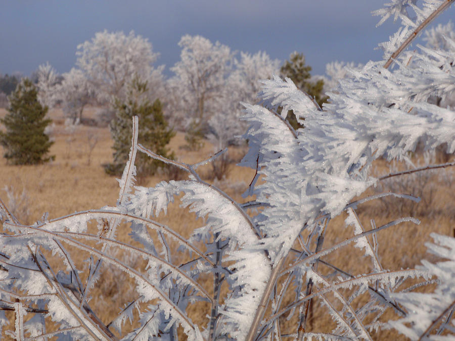 Hoar Frost Photograph by James Peterson