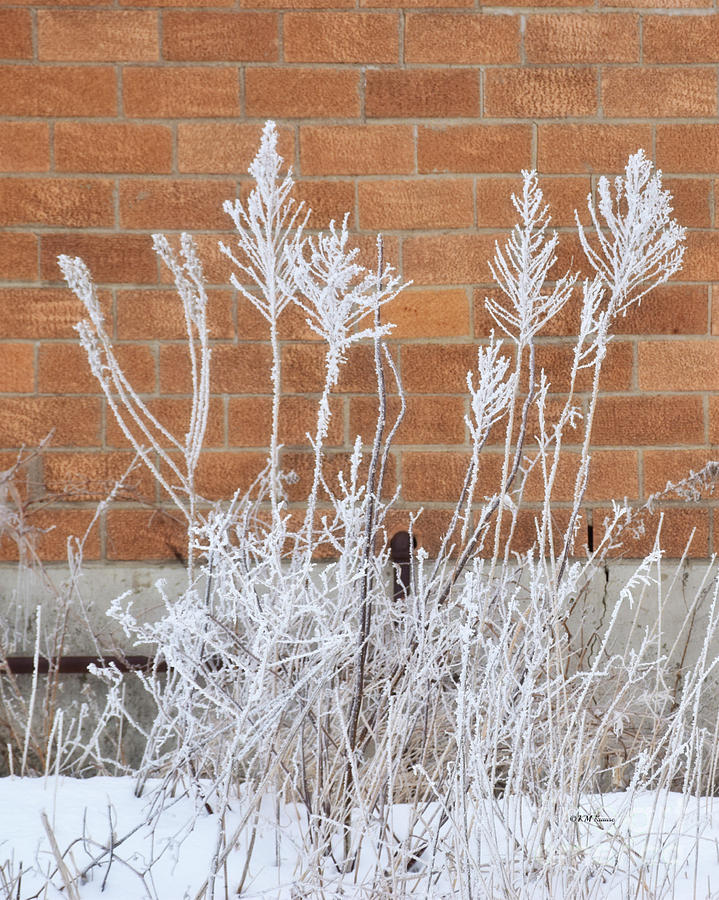 Hoar Frost Photograph by Kathy M Krause