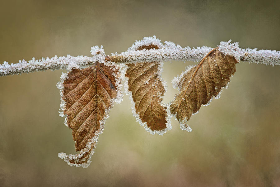 Hoar Frost - Leaves Photograph by Nikolyn McDonald
