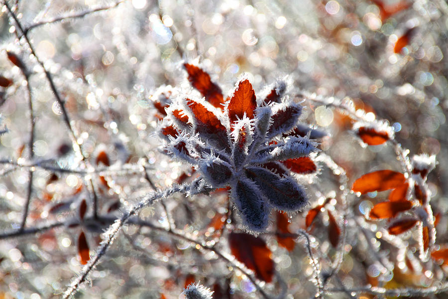 Hoar Frost - Natures Christmas Lights  Photograph by Peggy Collins