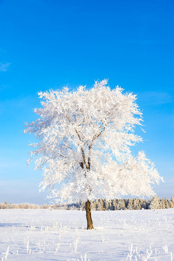 Winter Photograph - Hoar Frost by Nebojsa Novakovic