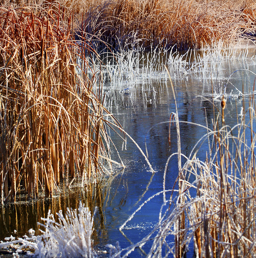 Hoar Frost on Reeds Photograph by Marilyn Hunt