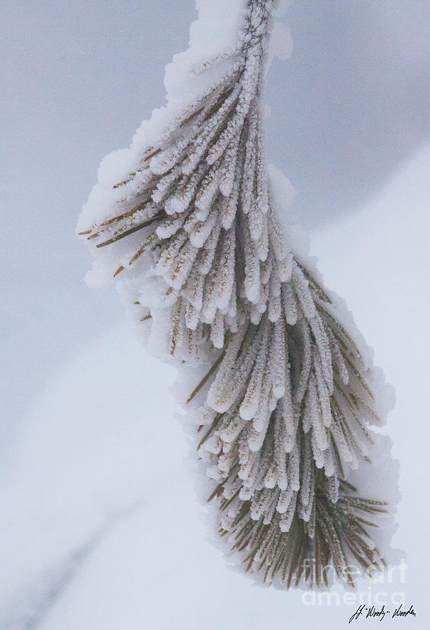 Hoar Frost-Signed-#7446 Photograph by J L Woody Wooden