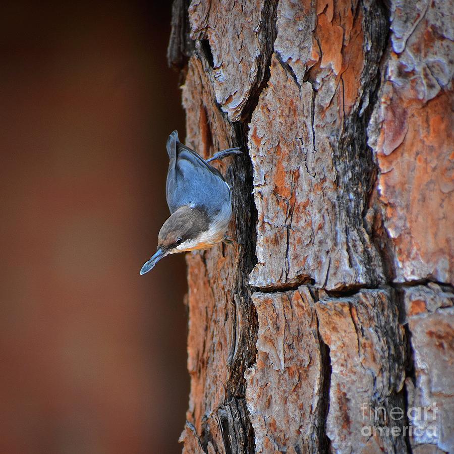 Hoarding Nuthatch Photograph by Skip Willits