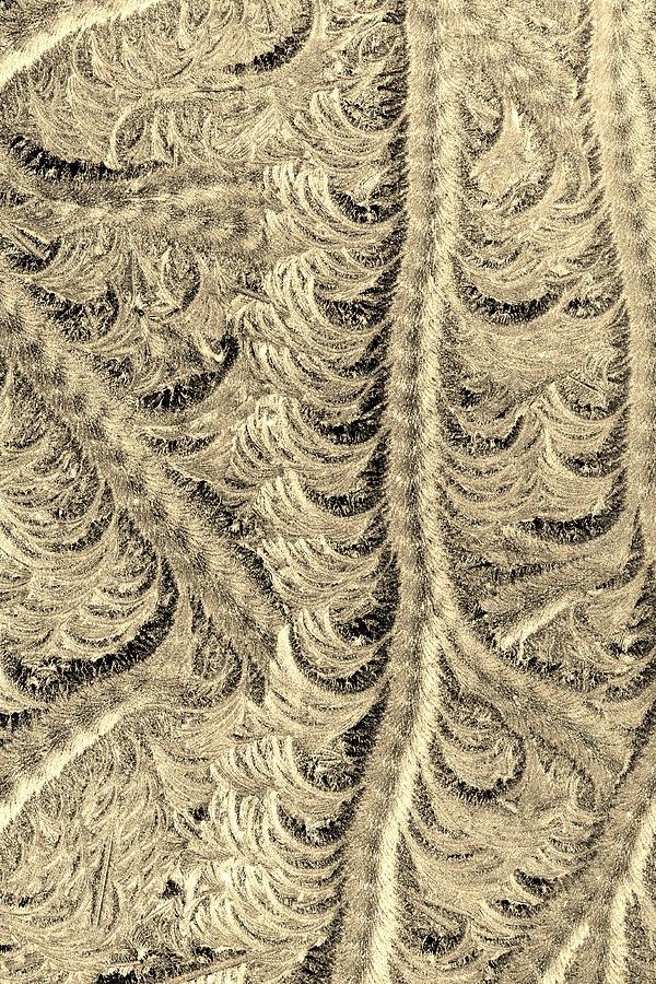 Hoar Frost Brush Stroke Patterns in Sepia Photograph by Kim Bemis