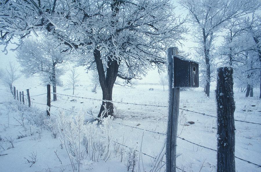 Winter Photograph - Hoarfrost and Birdhouse by Jack Gantzel